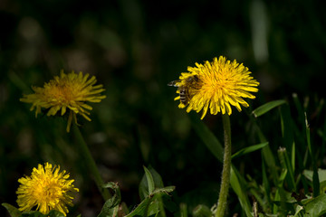 Dandelion  (Taraxacum officinale)