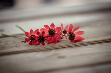 plucked flowers on the table
