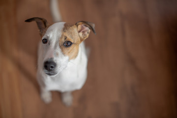 Close up portrait of puppy