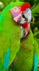 Colorful scarlet macaw perched on a branch, Mexico