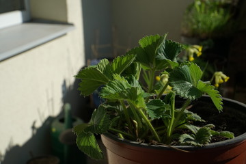 Horticulture on a balcony with a strawberry seedling in close-up. The home gardening scene in sunny day. A close-up of green leaf shoots of a plant in sunlight. The plant cultivation in DIY style.