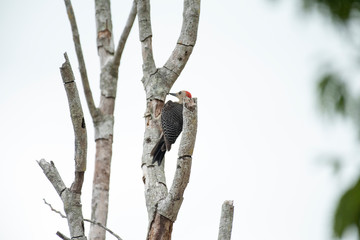 Golden Fronted Woodpecker