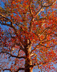 tree in autumn