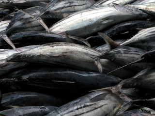 fish, food, fresh, seafood, fishing, market, sea, raw, salmon, animal, mackerel, catch, ice, healthy, sardine, freshness, silver, tuna, fishes, ocean, isolated, white, nutrition, fin, nature