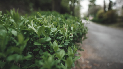 Wiosenne krzaki © Zbyszek