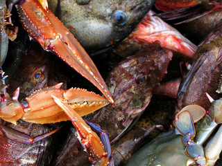 fish, food, fresh, seafood, fishing, market, sea, raw, salmon, animal, mackerel, catch, ice, healthy, sardine, freshness, silver, tuna, fishes, ocean, isolated, white, nutrition, fin, nature