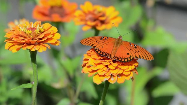 Dorsal view of a Agraulis vanillae, Gulf Fritillary butterfly, getting nectar from an orange Zinnia flower, then flying on to the next flower