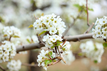 Pear trees blossom in spring