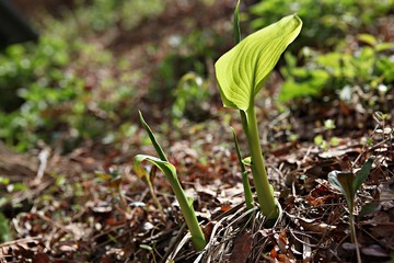 한국 인천시 강화군 전등사 입니다