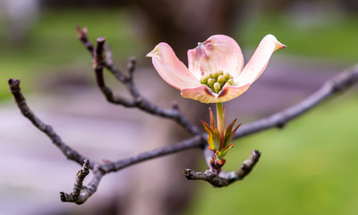 Blooming dogwood tree flowers in spring time with a blurred background