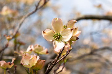 Obraz premium Blooming dogwood tree flowers in spring time with a blurred background