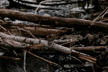 Creek in the woods. Waterfall in forest. Broken trees, branches. Dried tree branches. Large and small stones in water. Cold water. Forest nature. Water between stones. Wet stones. Yellow, brown, grey