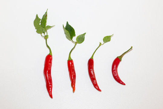 pimenta dedo de mo&ccedil;a