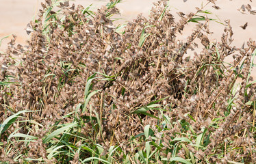  massive flock of Quelea in Etosha National Park Namibia, Africa .