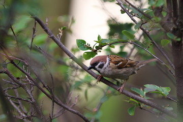 sparrow on a branch