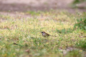 bird on the grass, sparrow 