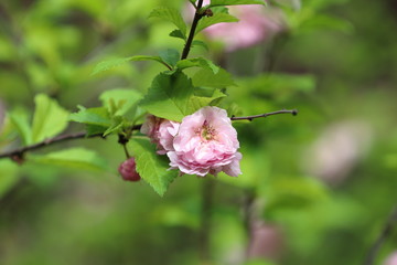 Beautiful blooming flower on the branch, spring in Poland,pink rose