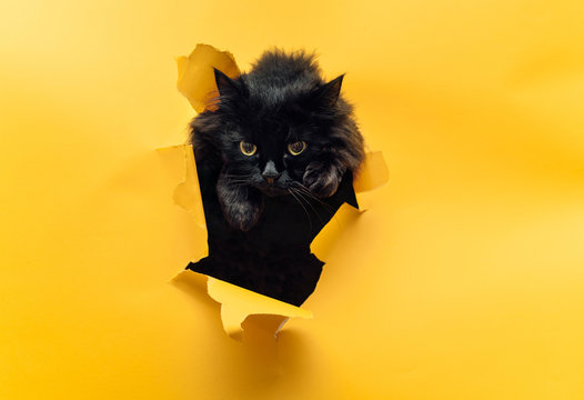 Funny Black Cat Looks Through Ripped Hole In Yellow Paper. Peekaboo. Naughty Pets And Mischievous Domestic Animals. The Concept Of Jump, Aggression And Anger.