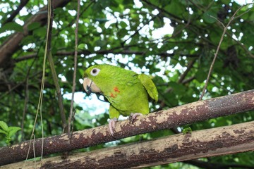 green winged macaw