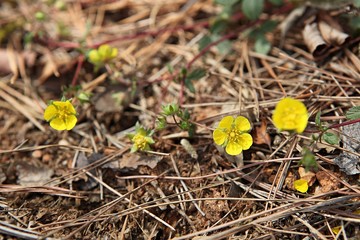 한국 인천시 강화군 전등사입니다