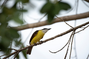 Great Kiskadee