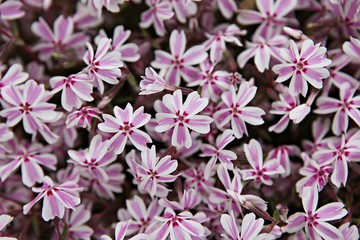 Obraz premium 한국 인천시 강화군 전등사입니다