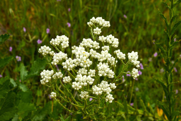 California Rabbit Tobacco