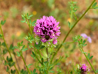Purple Alfalfa Bloom