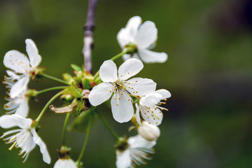 
White flower, closeup among the forest