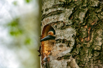 Young woodpecker looks out of a hollow