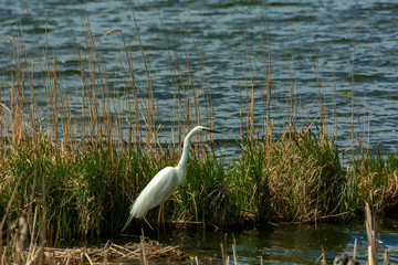 
Lovely white heron hunting on the lake