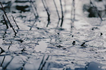 Swampy destination. Dirty water, broken trees. Bog place. Reflection in the water. Marsh green grass. Blue grey brown. Blue water. Rainforest swamp. Natural scenery. Mangrove in lake. Swamp in forest