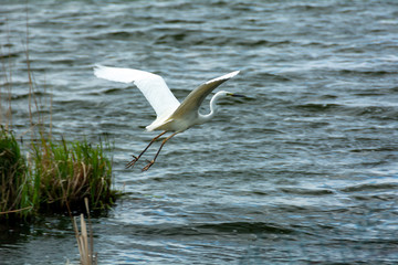 
Lovely white heron hunting on the lake