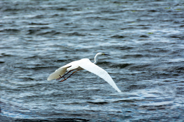 Fototapeta na wymiar Lovely white heron hunting on the lake