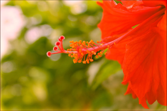 flor roja y pistilo