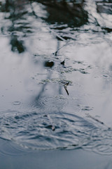 Swampy destination. Dirty water, broken trees. Bog place. Reflection in the water. Marsh green grass. Blue grey brown. Blue water. Rainforest swamp. Natural scenery. Mangrove in lake. Swamp in forest