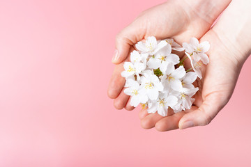 Sakura branch in female hand on pink background, copy space, natural care concept.