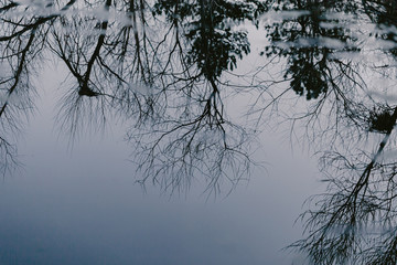 Swampy destination. Dirty water, broken trees. Bog place. Reflection in the water. Marsh green grass. Blue grey brown. Blue water. Rainforest swamp. Natural scenery. Mangrove in lake. Swamp in forest