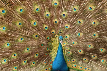 Obraz premium Pavo real 