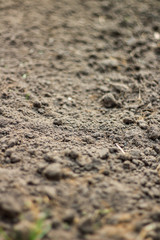Selective focus of the soil, blurry edges, side view