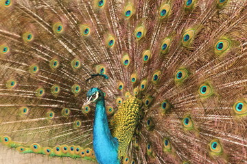 Fototapeta premium Pavo Real 