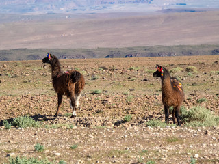 Fototapeta premium Wild animals in the surroundings of San Pedro de Atacama