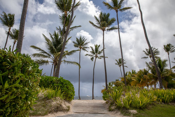 Fototapeta na wymiar Palm Beach in Caribbean
