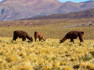 Wild animals in the surroundings of San Pedro de Atacama