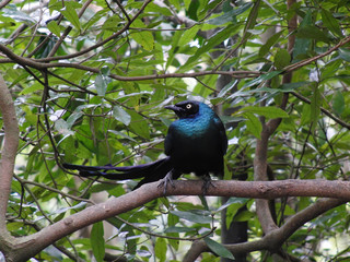 Close up shot of the cute Long-tailed glossy starling