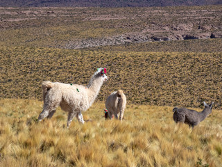 Wild animals in the surroundings of San Pedro de Atacama