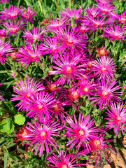 Fototapeta premium Beautiful set of purple flowers surrounded by peculiar green petals in a garden