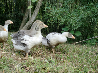 Close up shot of group of young goose