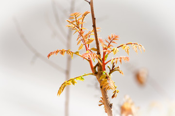 Red leaves of new shoots on tree branches in early spring