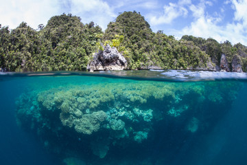 Healthy coral reefs abound throughout the incredible islands of Raja Ampat, Indonesia. This remote,...